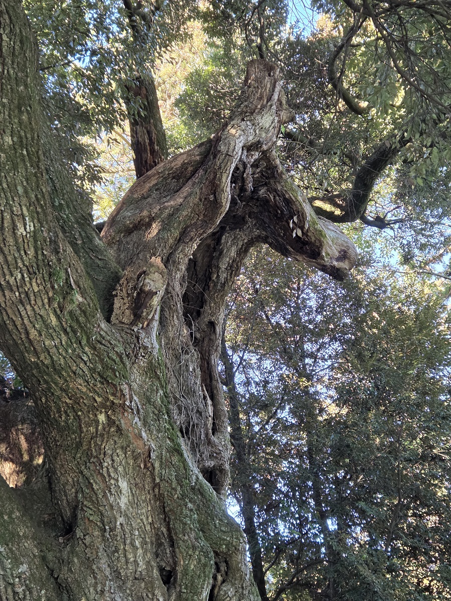 スタッフブログのサムネイル画像