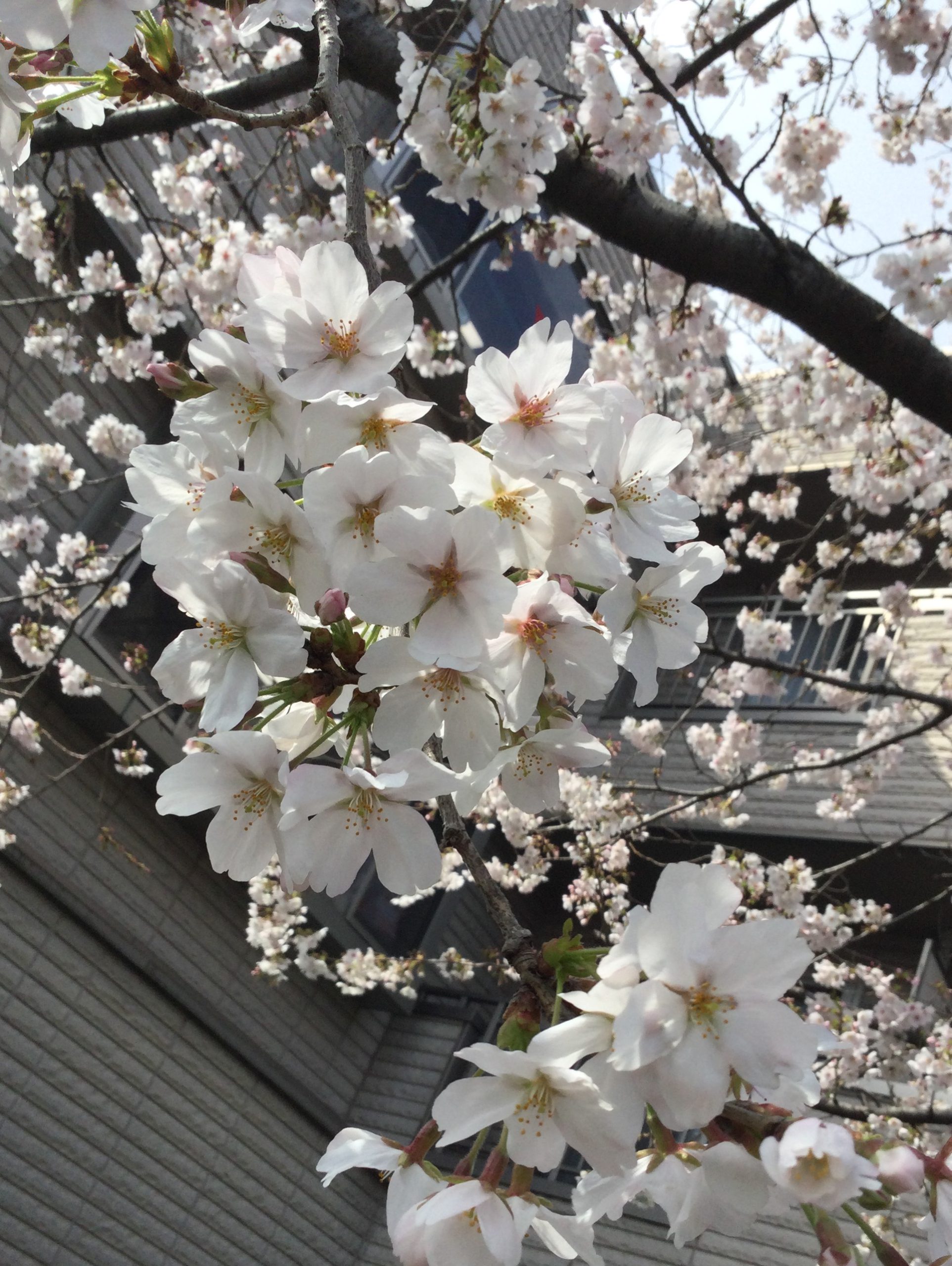 スタッフブログのサムネイル画像