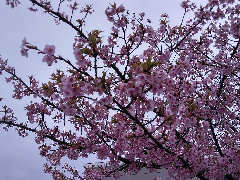 スタッフブログのサムネイル画像